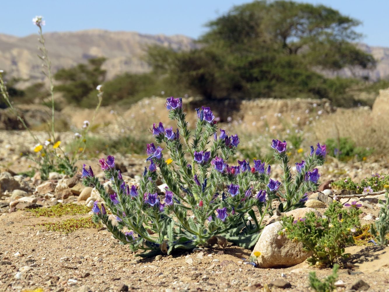 Image of Echium rauwolfii specimen.