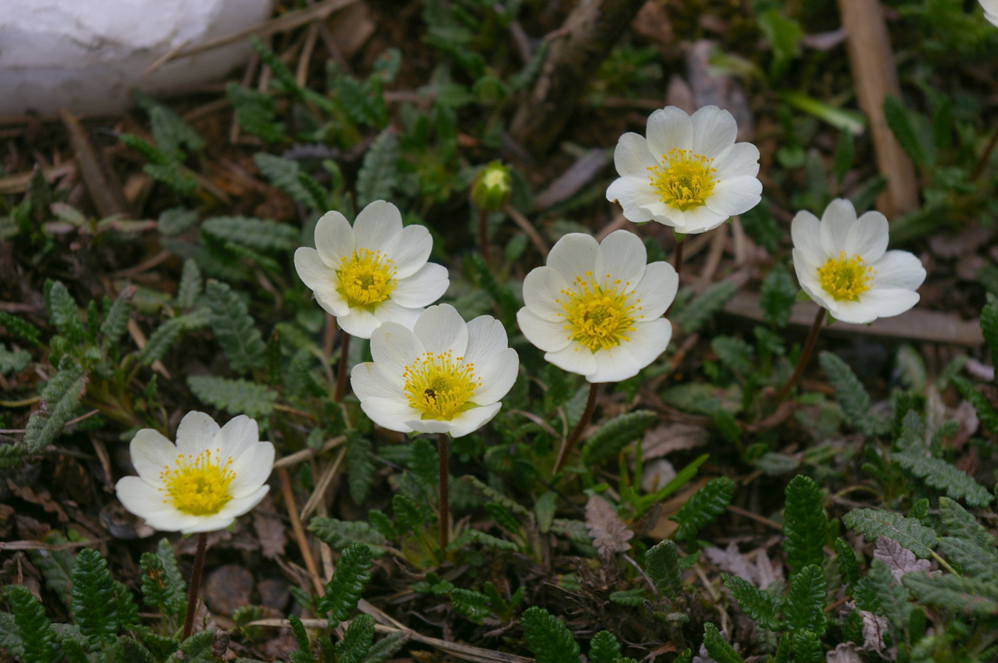 Изображение особи Dryas octopetala.