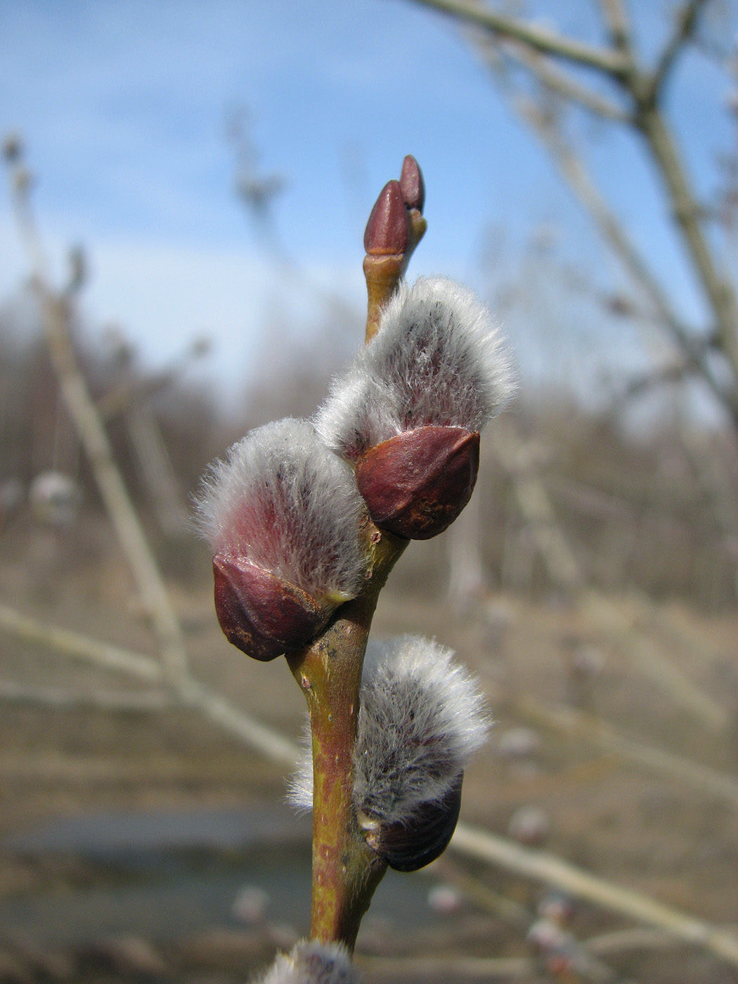 Изображение особи Salix caprea.