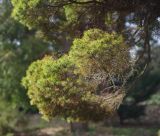 Picea glauca. Верхушка ветви. Украина, г. Киев, дендропарк, в культуре. 15.03.2017.