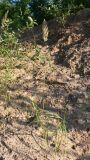 genus Calamagrostis. Цветущее растение. Амурская обл., Бурейский р-н, окр. с. Виноградовка, песчаный овраг. 17.07.2016.