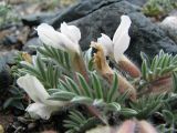 Oxytropis malacophylla