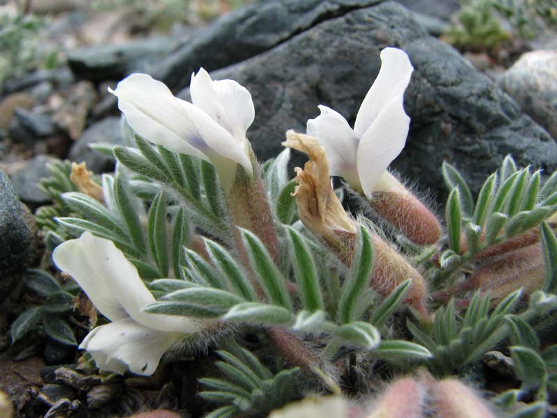 Image of Oxytropis malacophylla specimen.