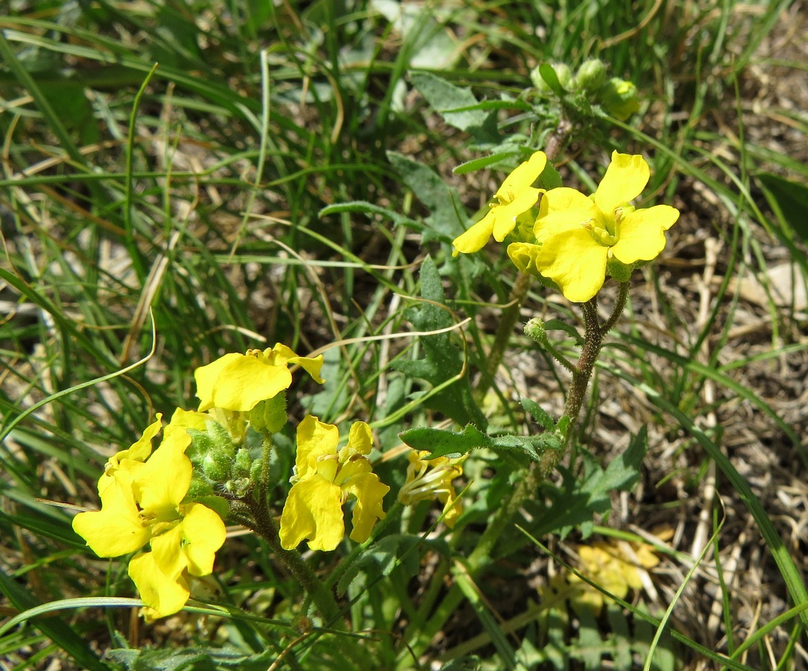 Изображение особи Chorispora sibirica.