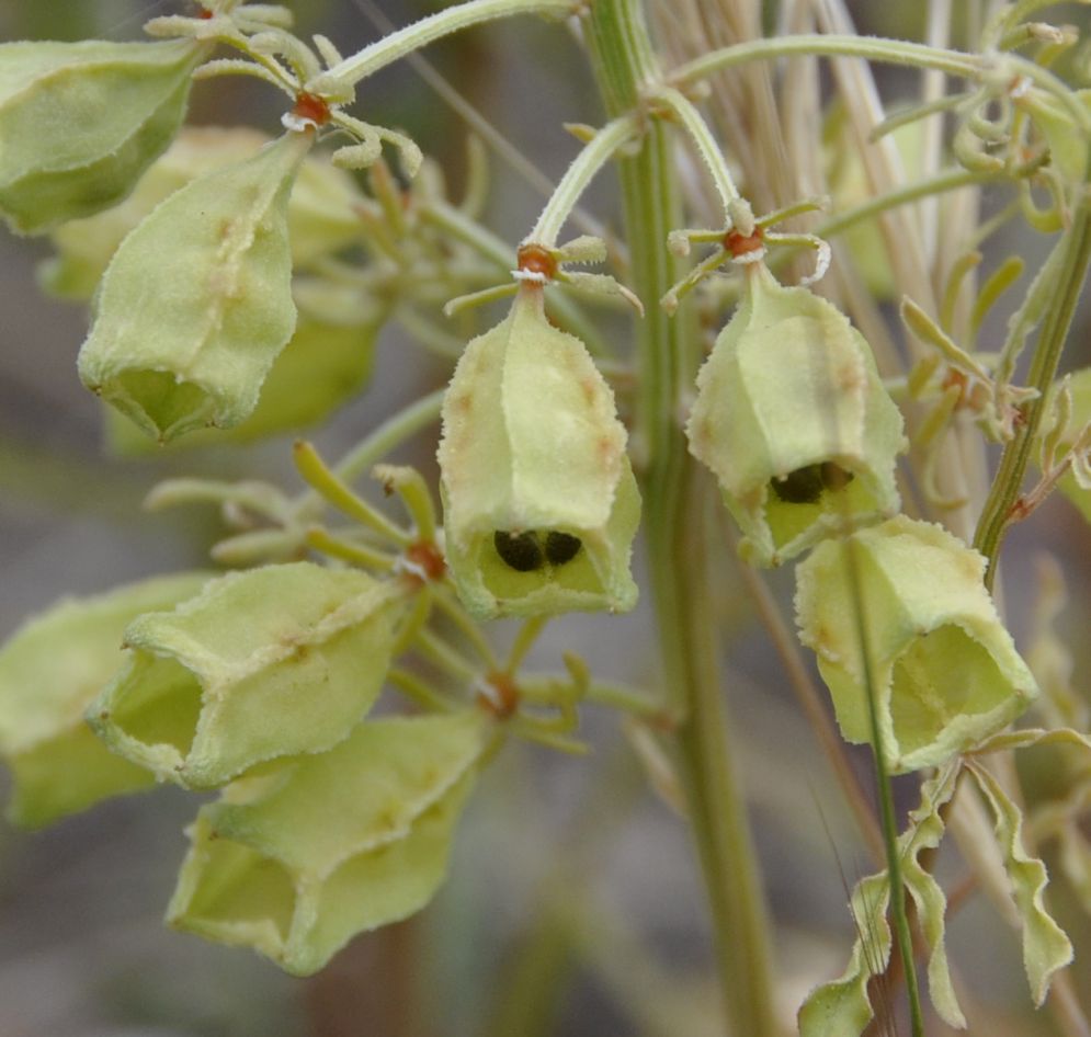 Image of Reseda alba specimen.