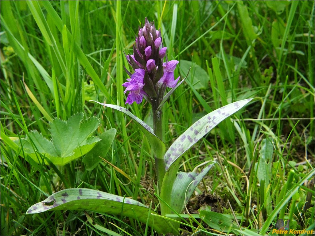 Image of Dactylorhiza majalis specimen.