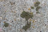 Phaeophyscia nigricans