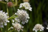 Oenanthe silaifolia