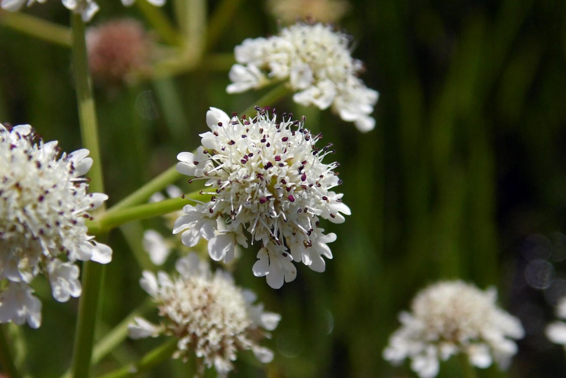 Image of Oenanthe silaifolia specimen.