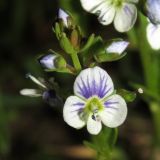 Veronica serpyllifolia