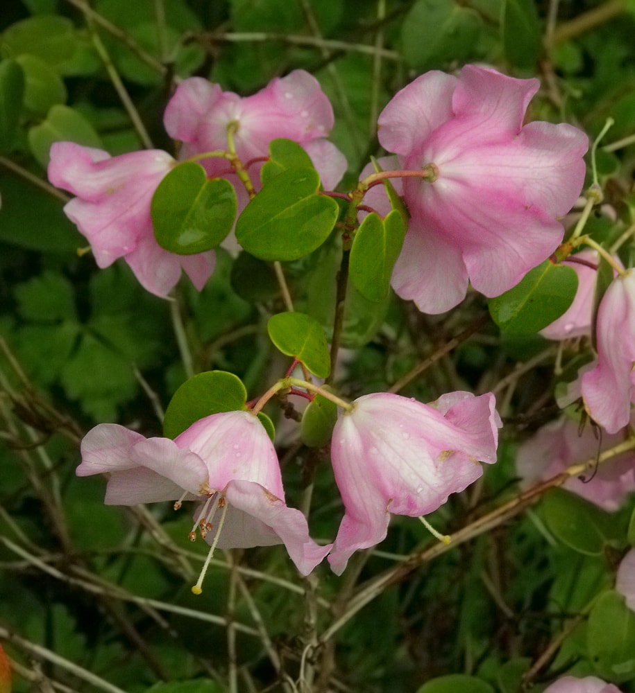 Image of Rhododendron williamsianum specimen.