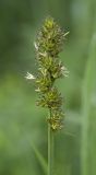 Carex vulpina