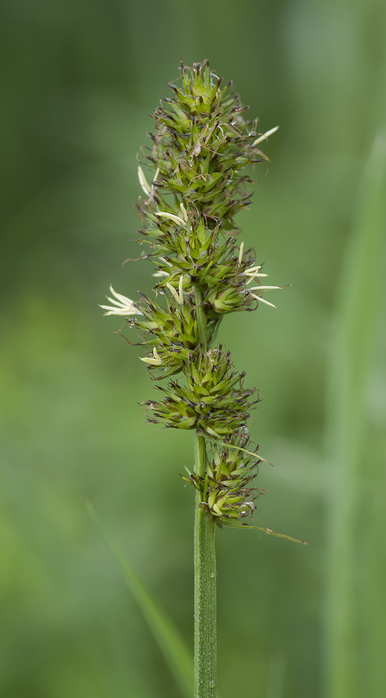 Image of Carex vulpina specimen.