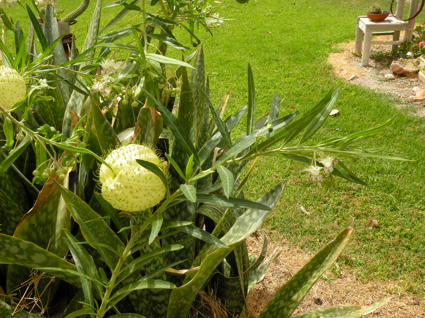 Image of Gomphocarpus physocarpus specimen.