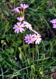 Primula nutans
