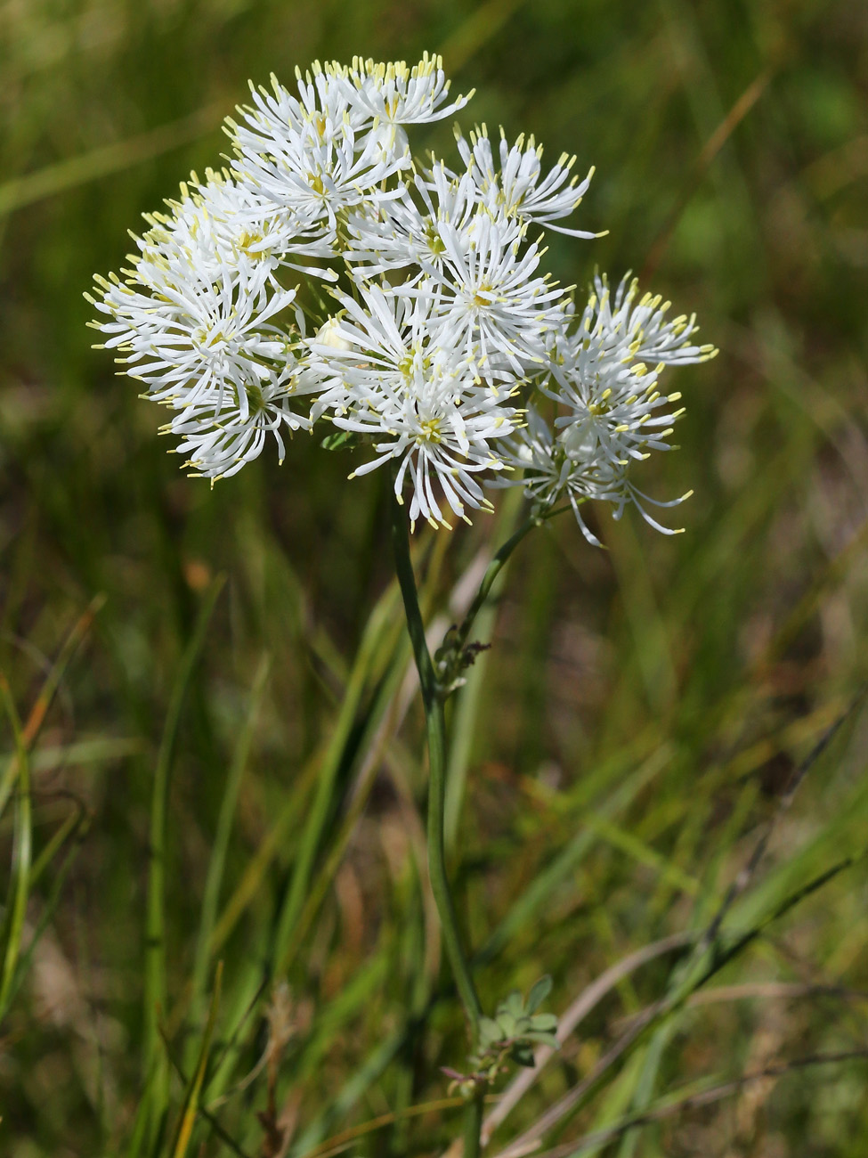 Image of Thalictrum petaloideum specimen.