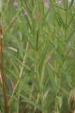 Lythrum virgatum