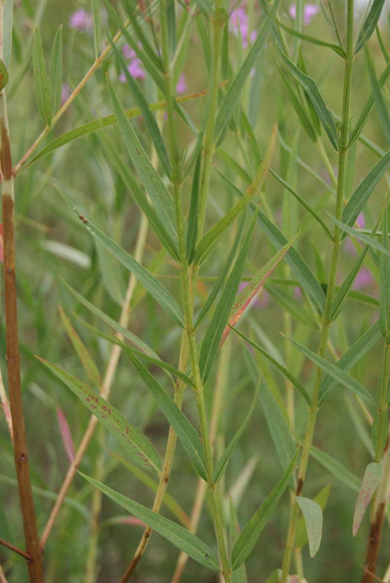 Image of Lythrum virgatum specimen.