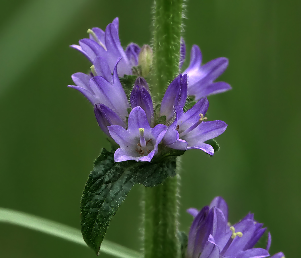 Изображение особи Campanula cervicaria.