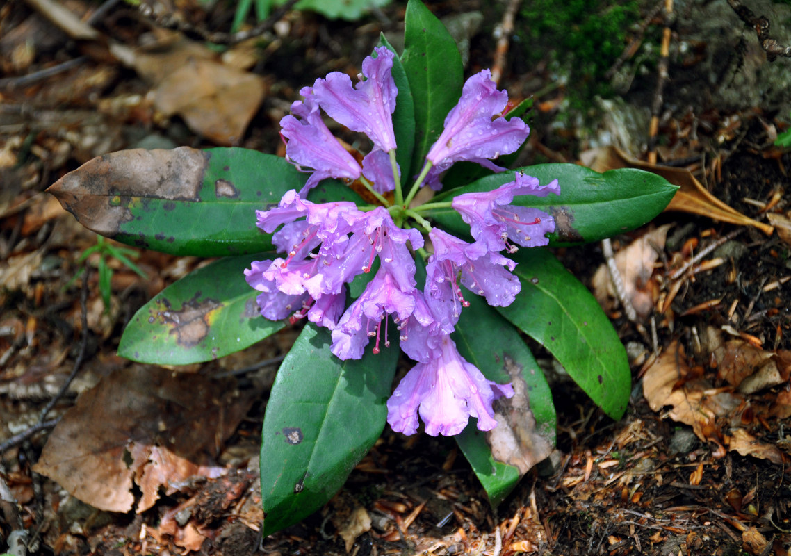 Image of Rhododendron ponticum specimen.