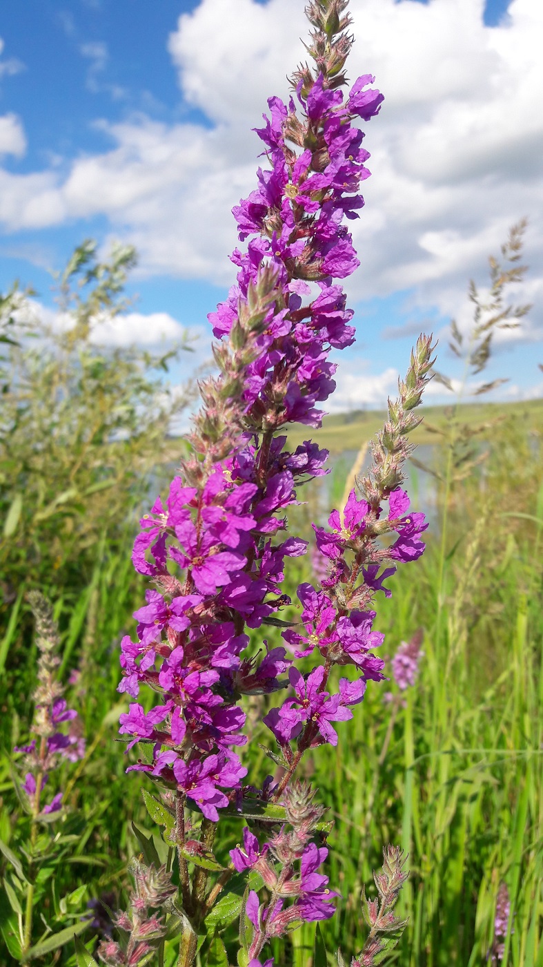 Image of Lythrum salicaria specimen.