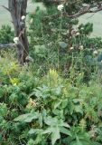 Cephalaria gigantea. Цветущее растение. Адыгея, окр. плато Лагонаки, опушка смешанного леса. 17.08.2008.