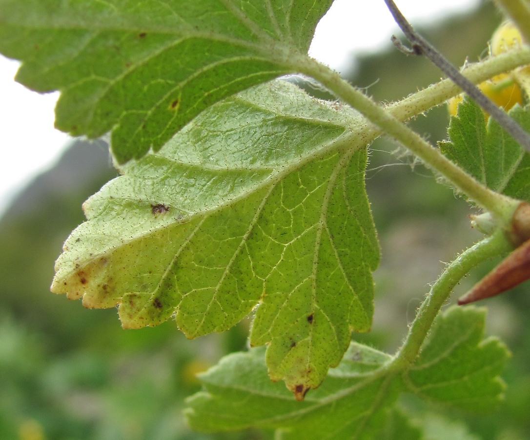 Image of Ribes orientale specimen.