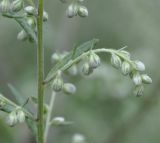 Artemisia vulgaris