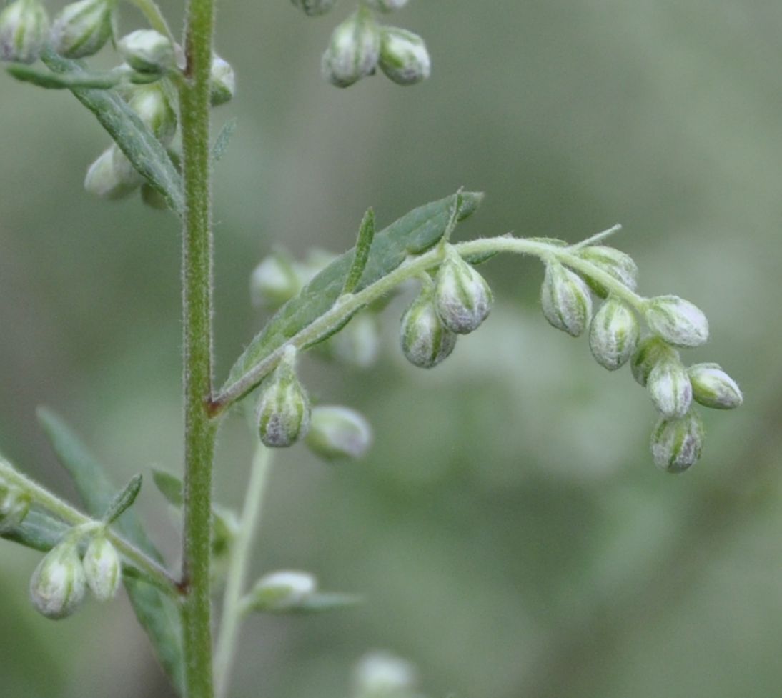 Изображение особи Artemisia vulgaris.