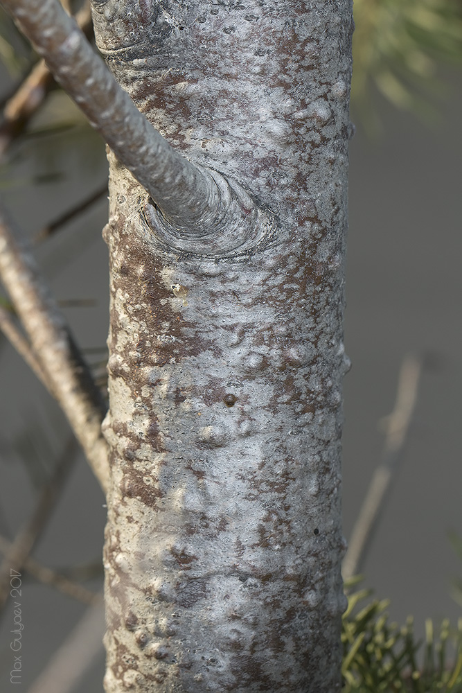 Изображение особи Pseudotsuga menziesii.