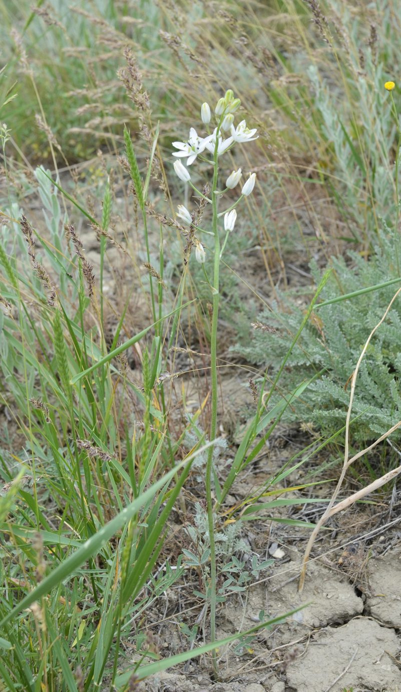 Изображение особи Ornithogalum fischerianum.