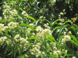 Syzygium anisatum