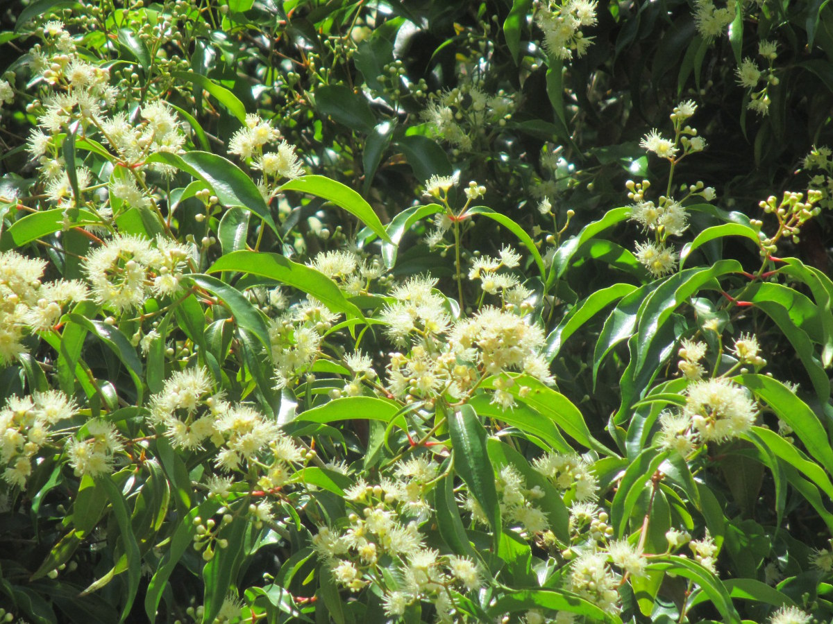 Image of Syzygium anisatum specimen.