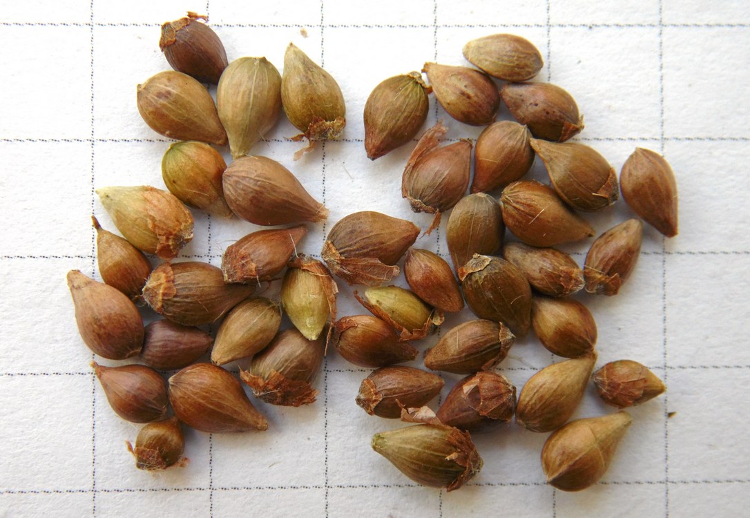 Image of Ostrya carpinifolia specimen.