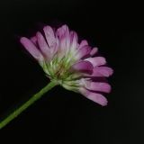 Trifolium resupinatum