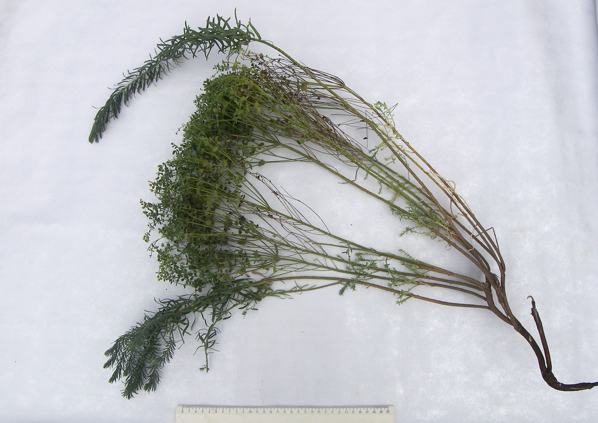 Image of Euphorbia seguieriana specimen.