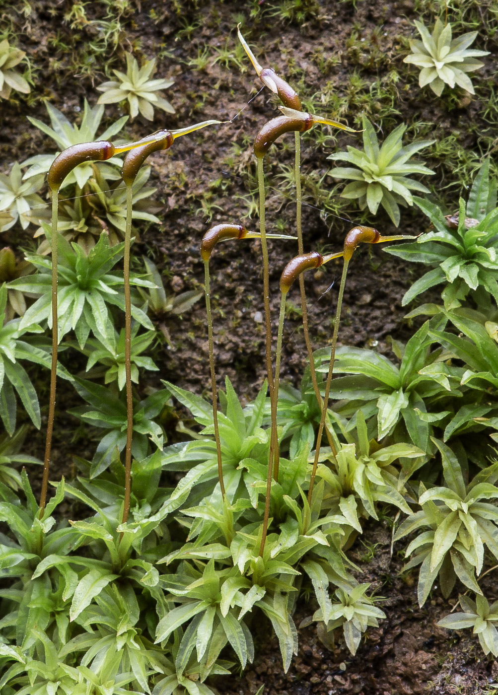 Image of Atrichum undulatum specimen.