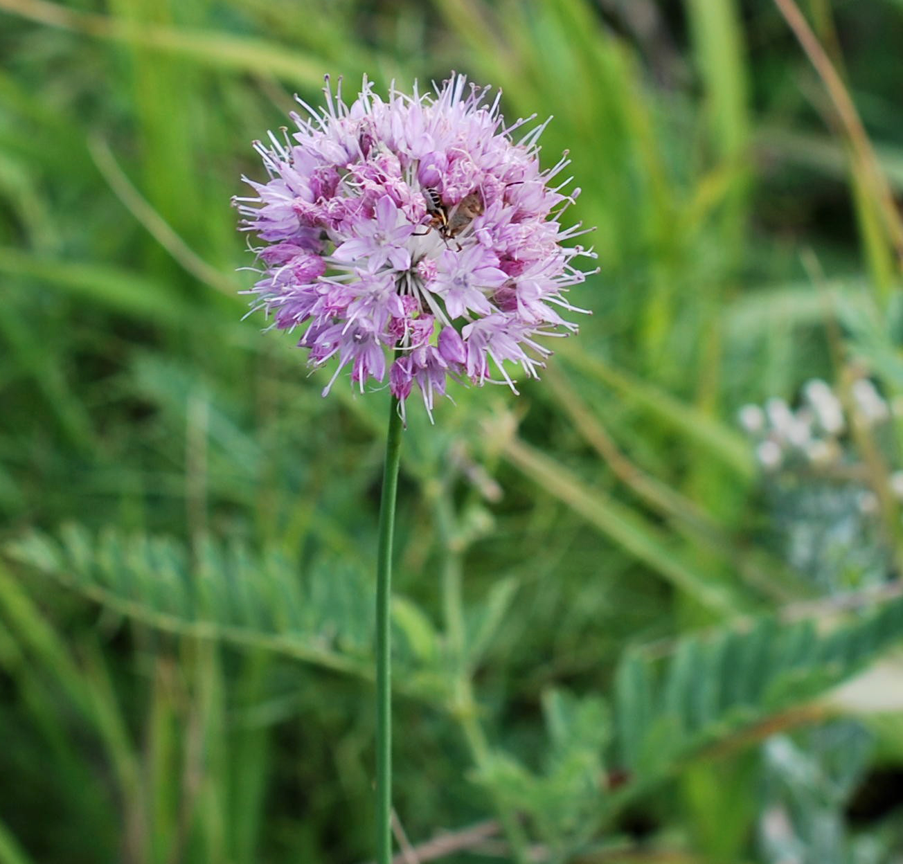 Image of Allium lineare specimen.