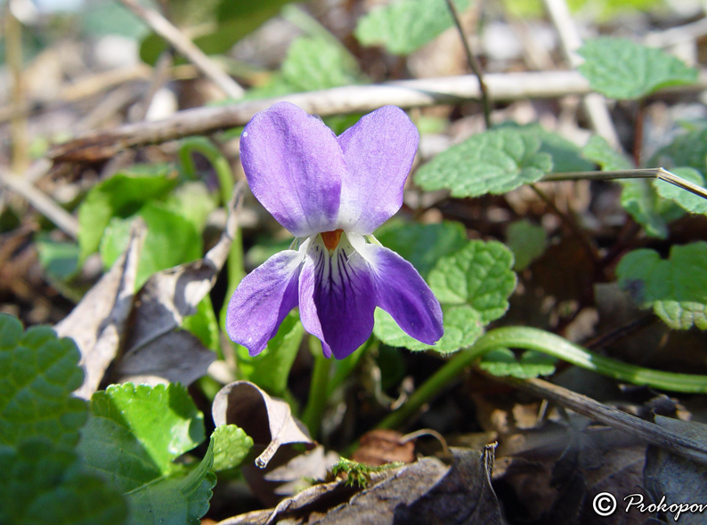 Image of Viola odorata specimen.