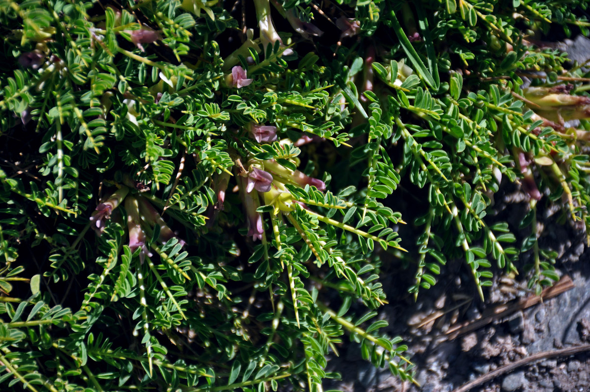 Изображение особи род Astragalus.