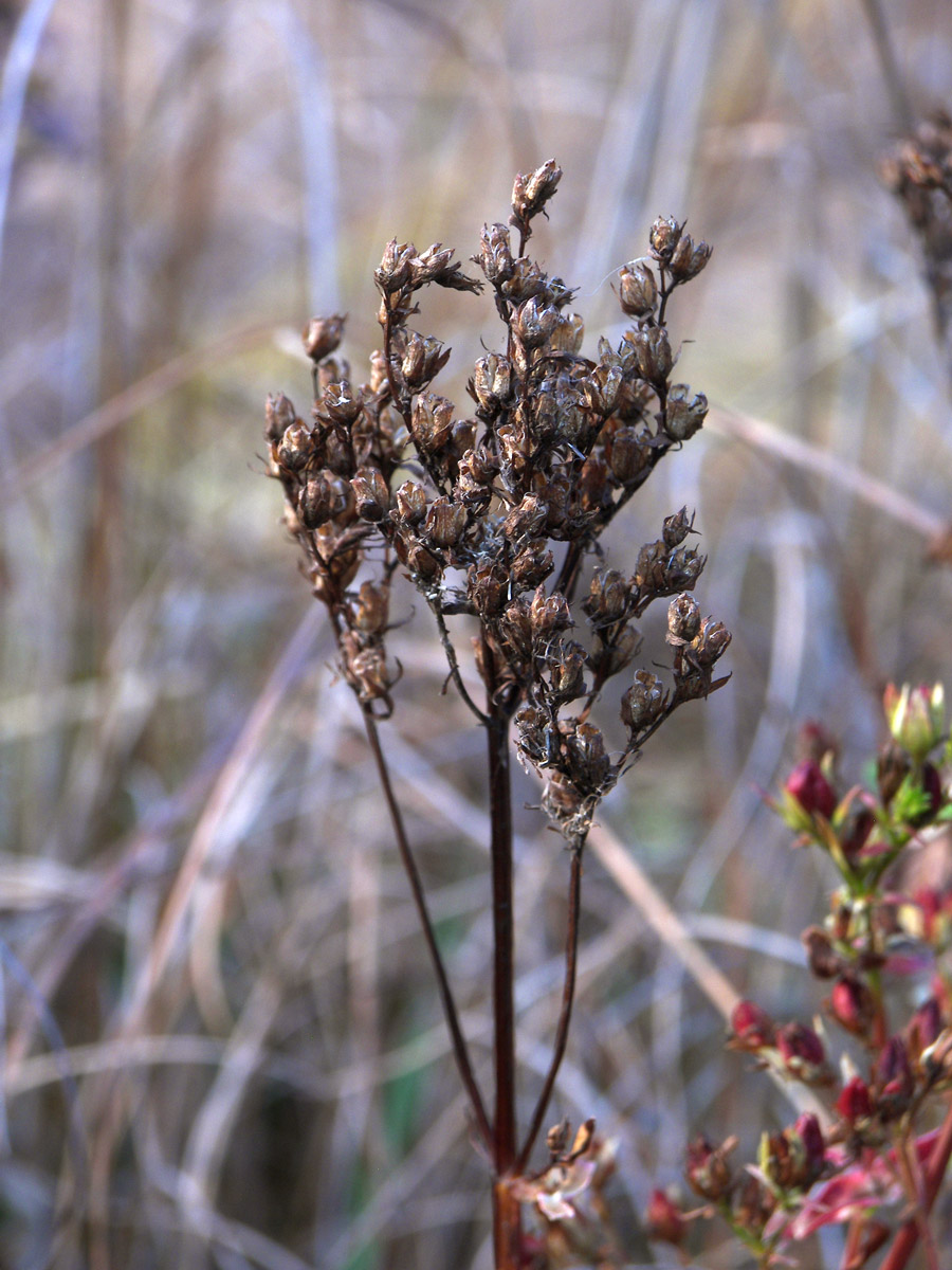 Image of Hypericum tetrapterum specimen.
