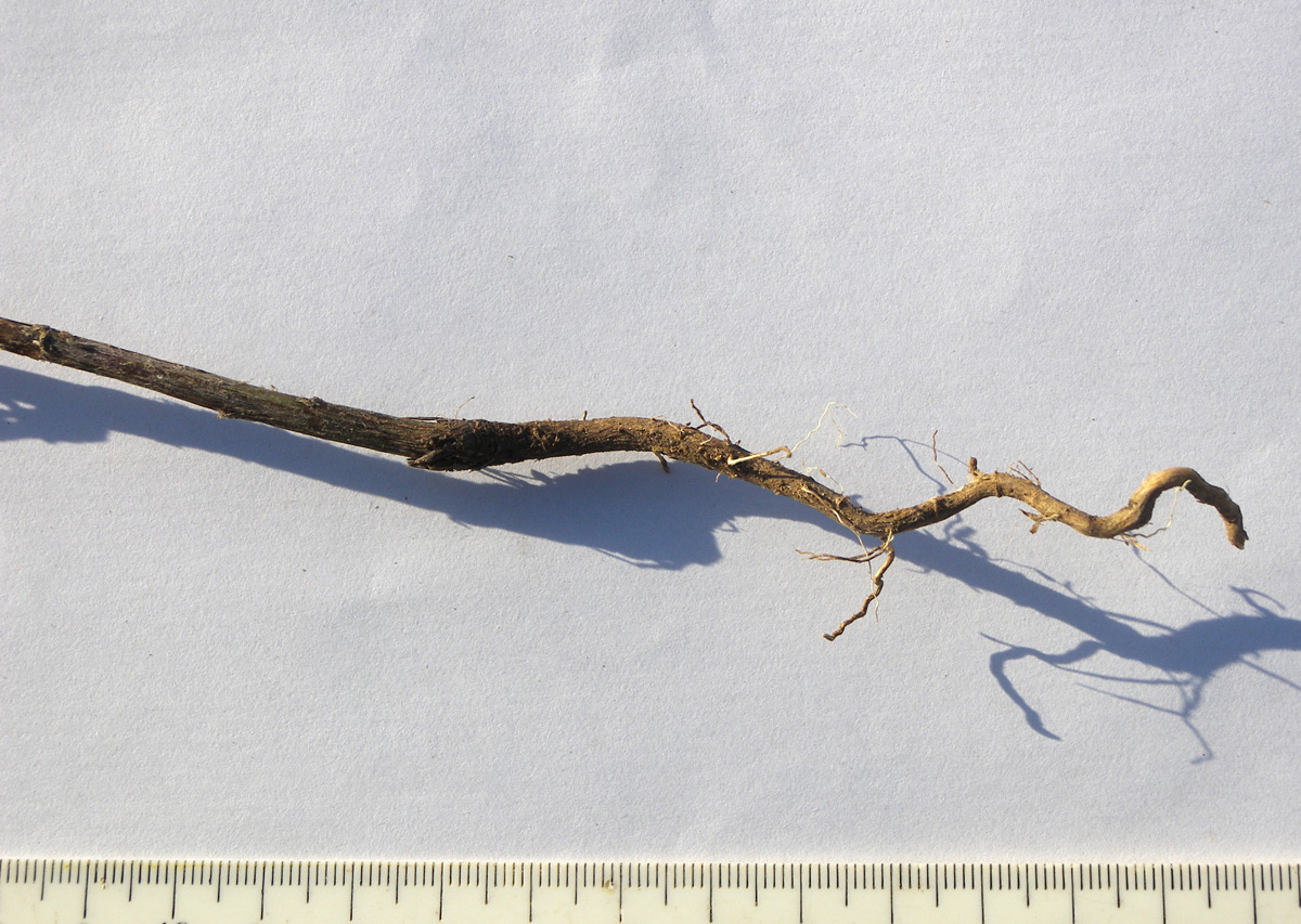 Image of Centaurea kubanica specimen.