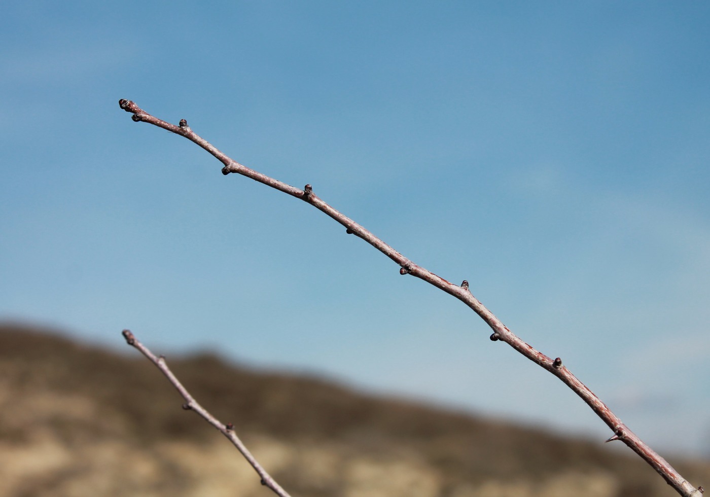 Изображение особи род Crataegus.