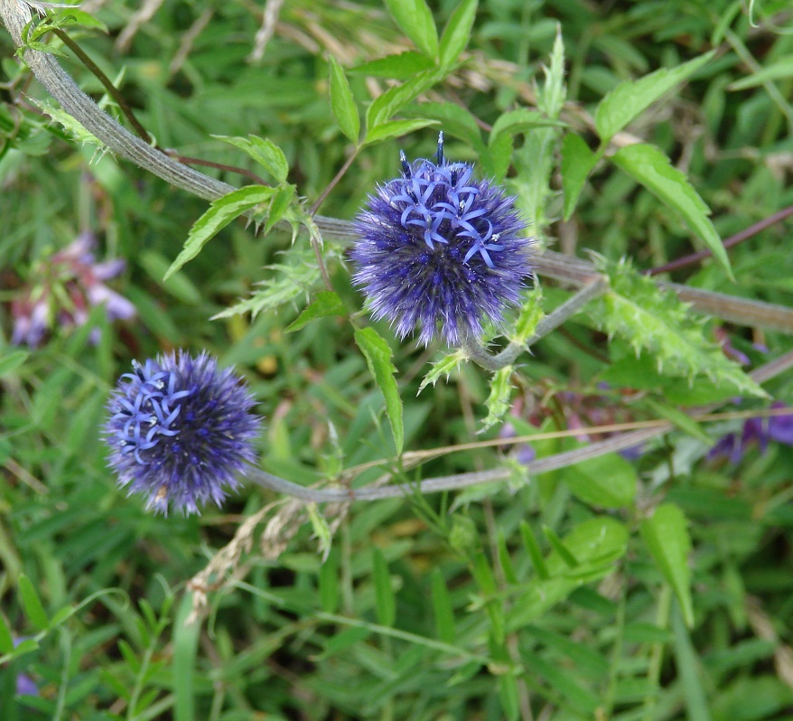 Image of Echinops davuricus specimen.