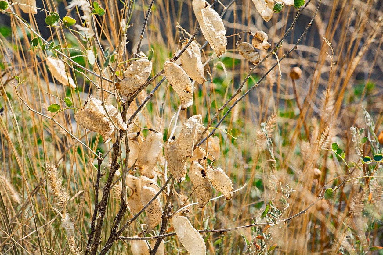 Изображение особи Colutea orientalis.