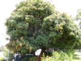 Mangifera indica . Плодоносящее растение. Австралия, г. Брисбен, частная застройка, в культуре. 27.12.2017.