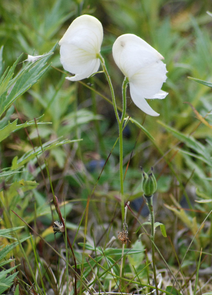 Image of Aconitum delphiniifolium specimen.