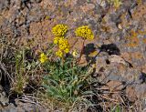 Patrinia sibirica