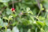 Duchesnea indica. Верхушка побега с плодом. Грузия, край Самегрело-Верхняя Сванетия (Мегрелия), дер. Салхино, парк в резиденции патриарха, лужайка. 08.05.2017.