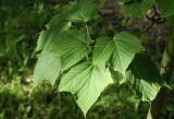 Acer tegmentosum